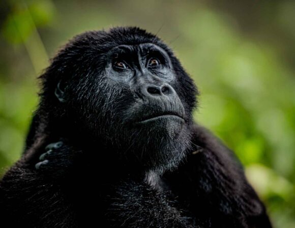 4-Days - Gorilla Trekking Safari