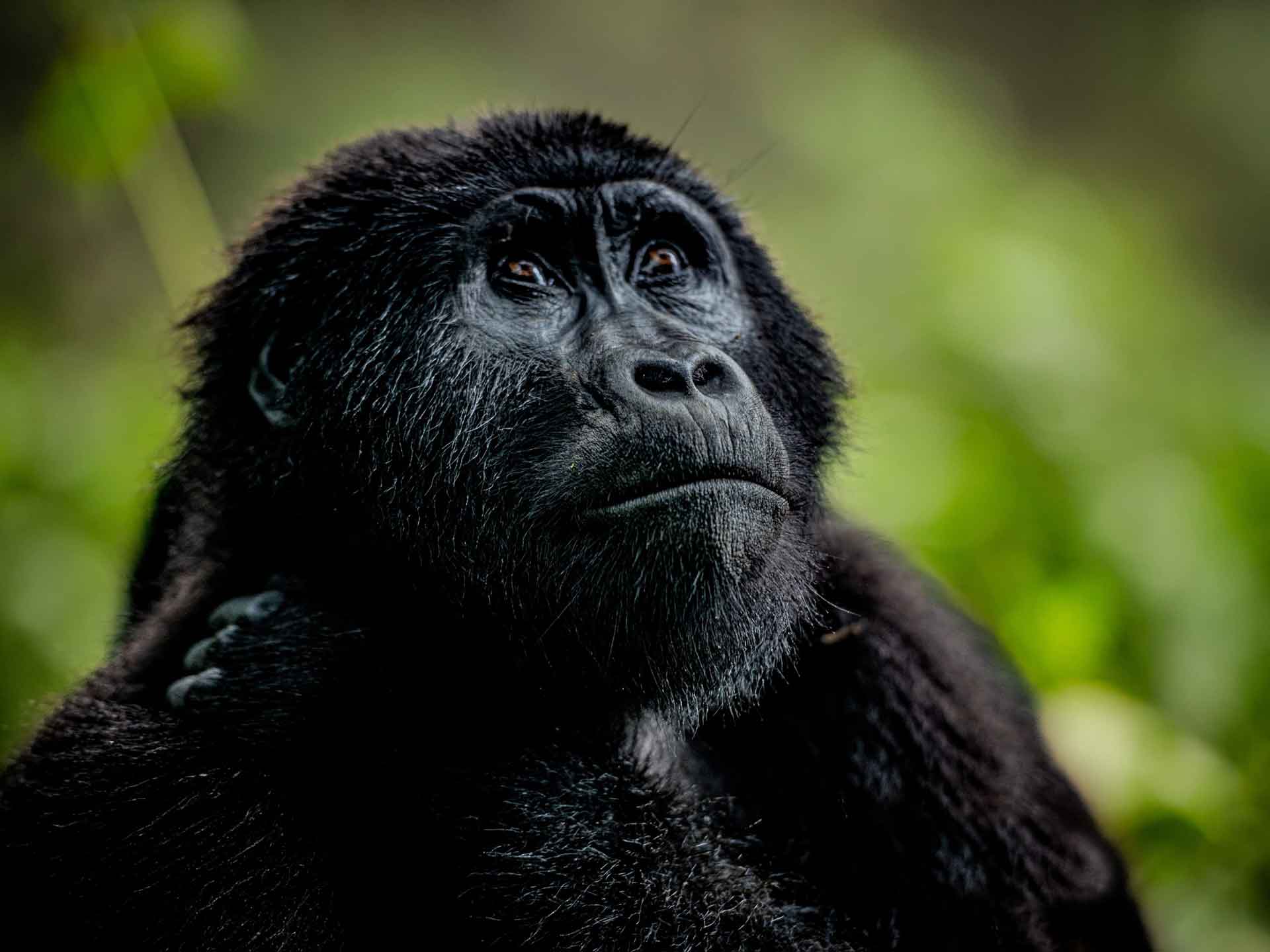 4-Days - Gorilla Trekking Safari