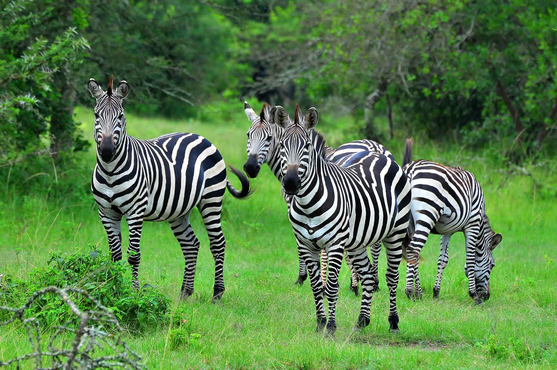 Lake Mburo  