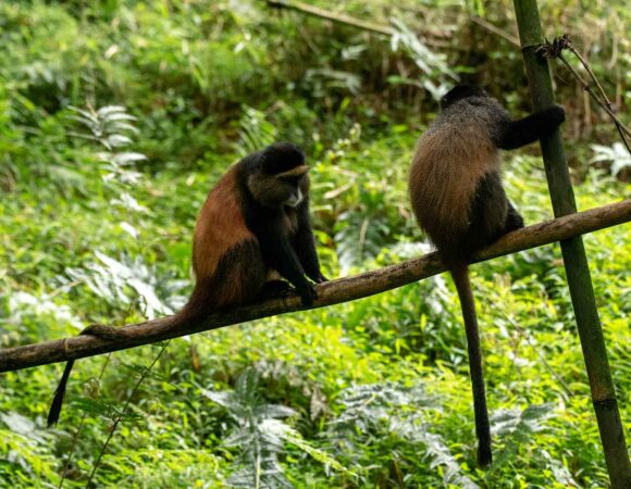 Kibale Forest National Park Experiences & Activities