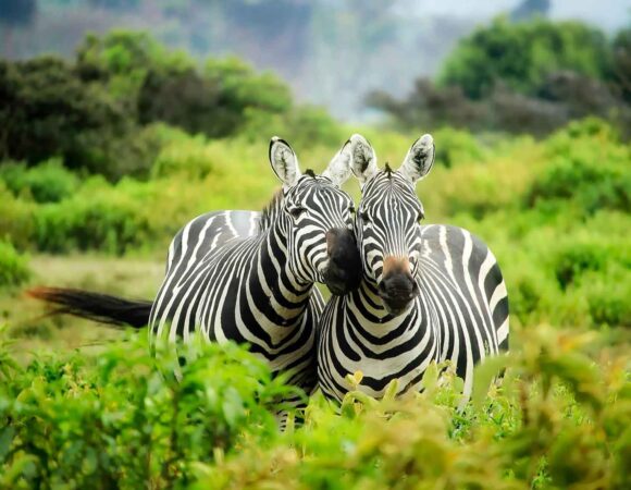 7-Day- Uganda-Rwanda Wildlife Safari