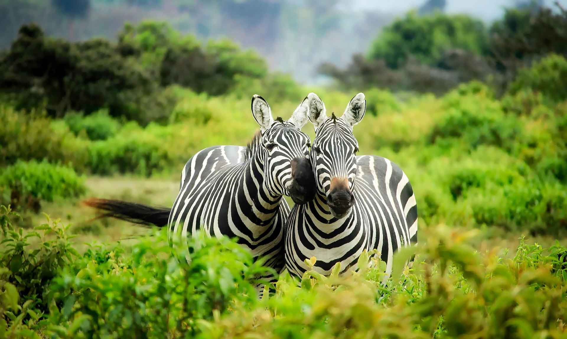 7-Day- Uganda-Rwanda Wildlife Safari