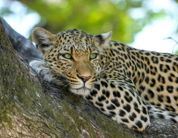 5-Day Big 5 & Gorilla Trekking Tour