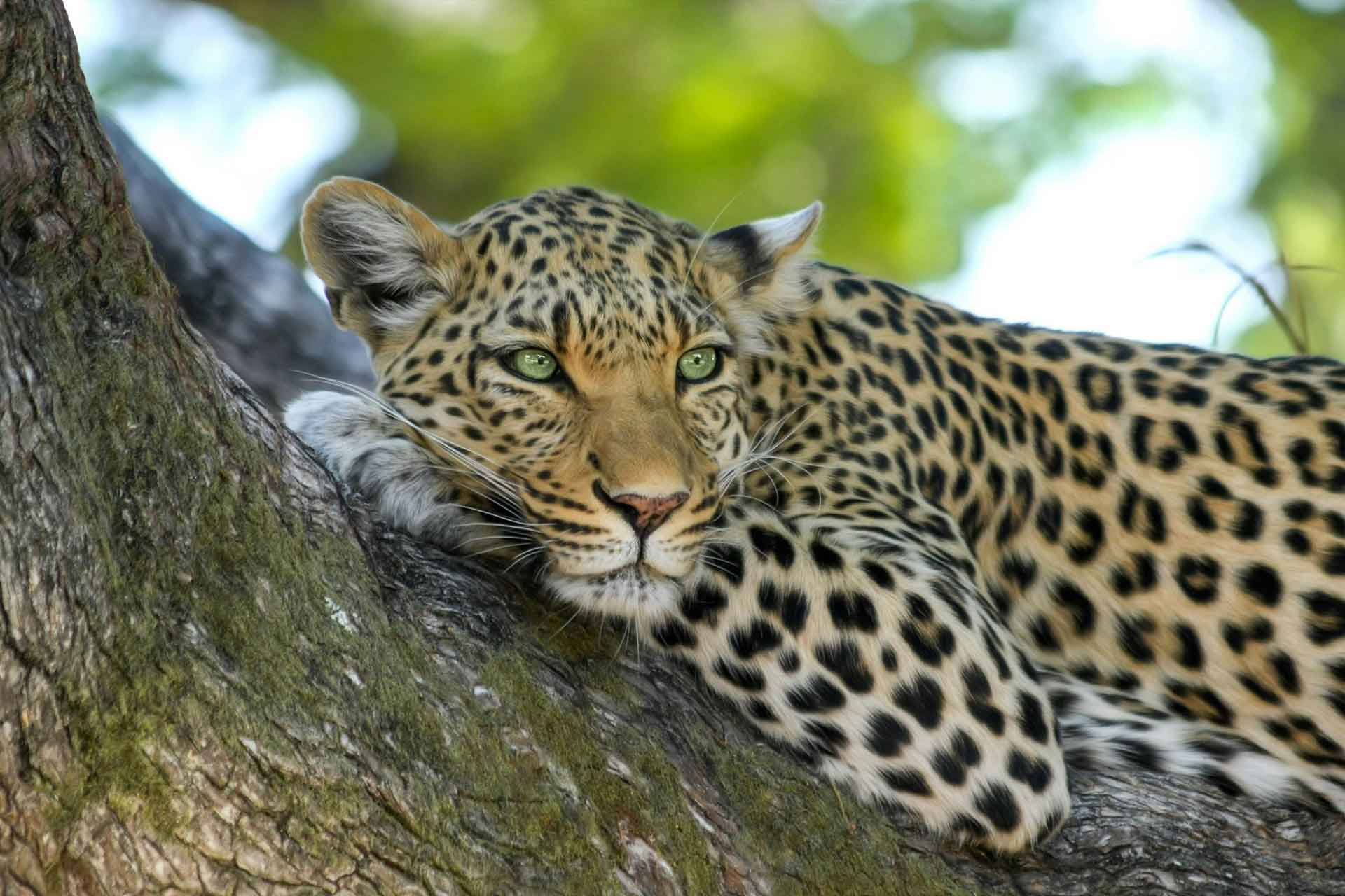5-Day Big 5 & Gorilla Trekking Tour