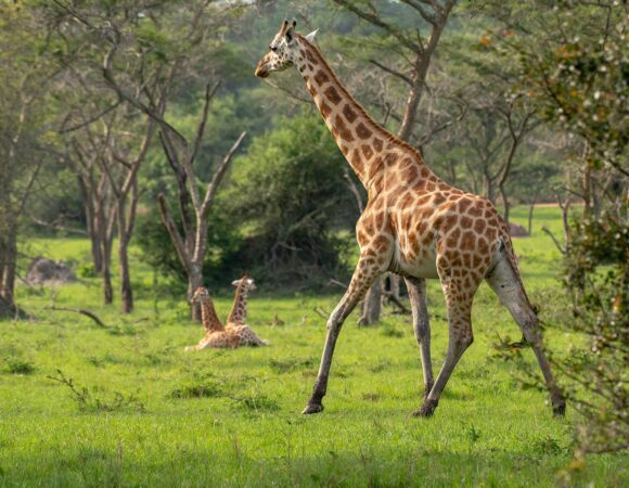 18-Day Rwanda, Uganda Safari & Gorilla Trekking