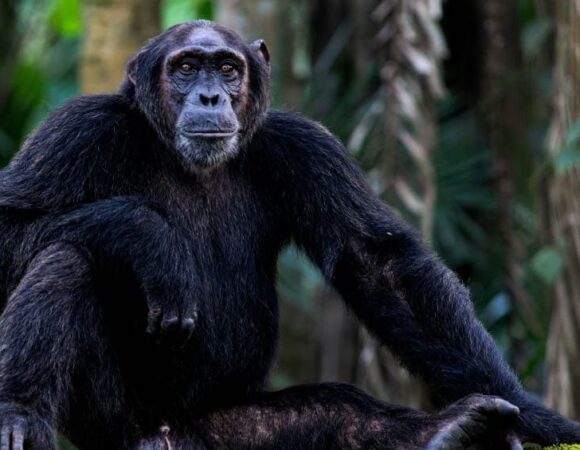 5 - Days Gorilla & Chimpanzee Safari Adventure