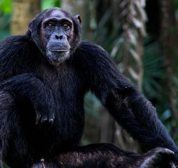 5 - Days Gorilla & Chimpanzee Safari Adventure