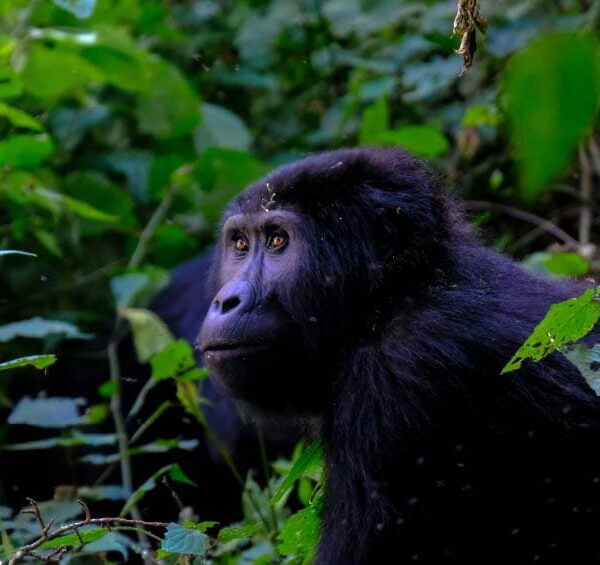 3-Days Uganda Gorilla Trekking Safari