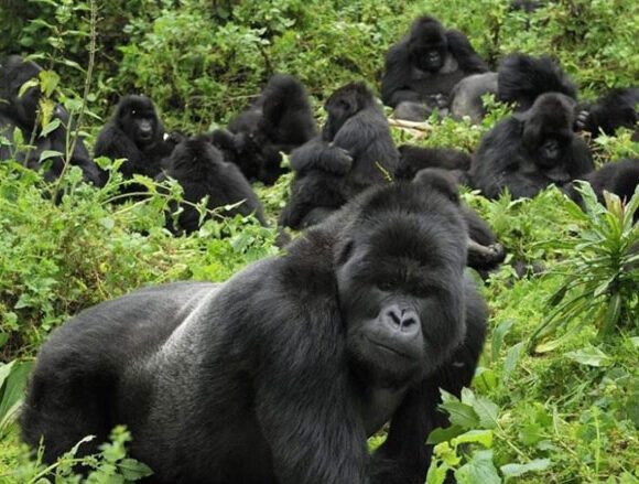 Gorilla Trekking in Uganda and Rwanda: A Journey into the Heart of the Wild