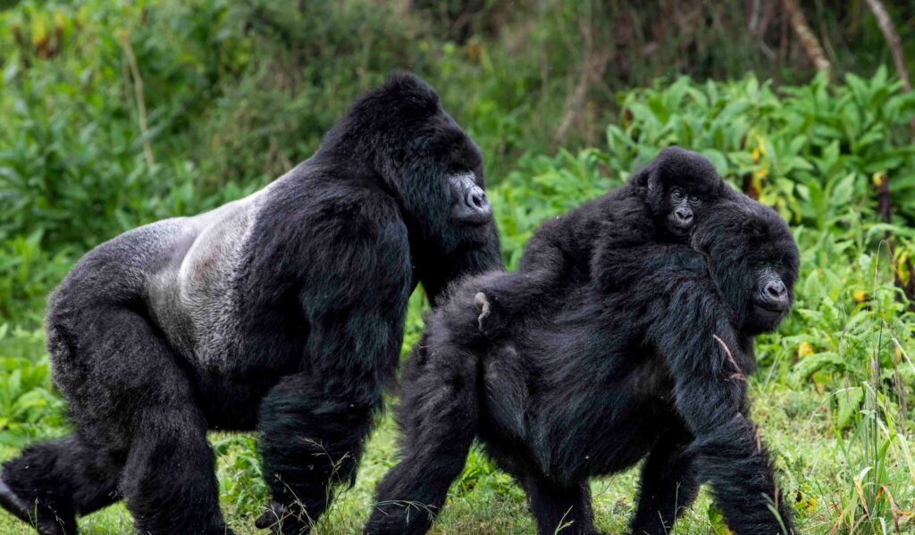 Gorilla trekking