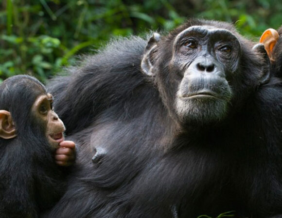 Chimpanzee Tracking in Uganda