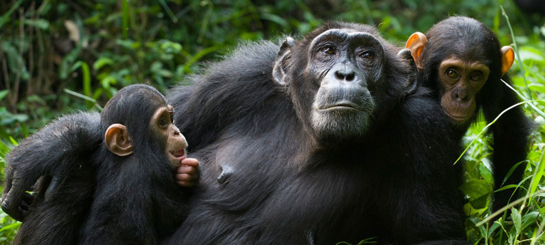Chimpanzee