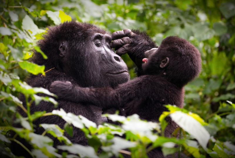Bwindi Impenetrable Forest
