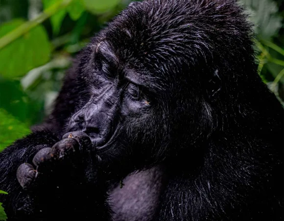 Uganda vs. Rwanda for Gorilla Trekking: An Honest Comparison