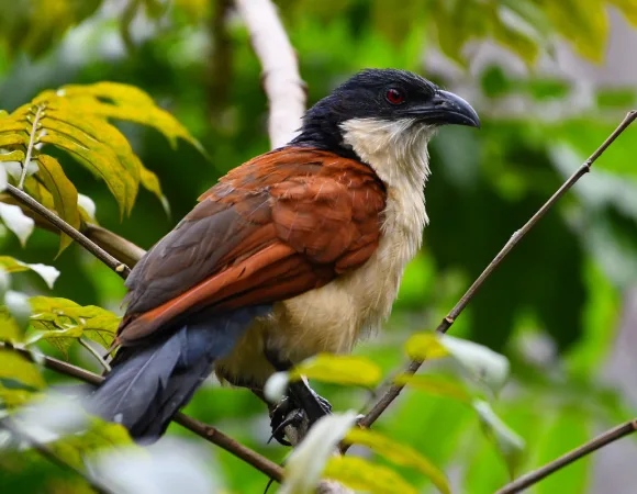 Why Uganda’s Birding Scene Rivals Any in the World