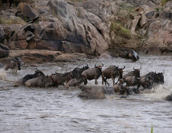 What It Really Feels Like to Watch the Great Migration in Person.