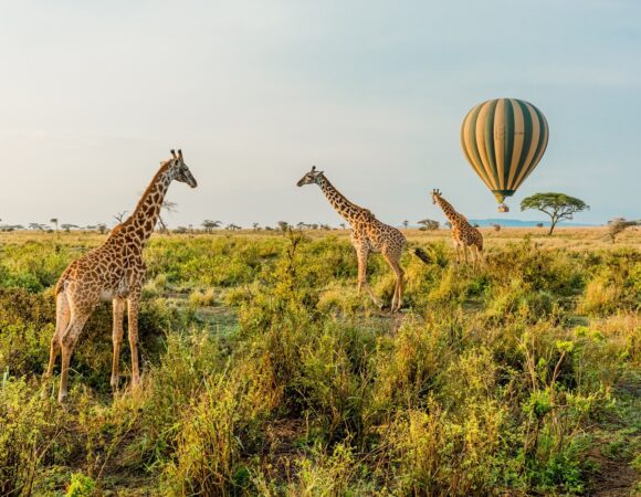 5-Day Signature Experience Best of Tanzania Safari.