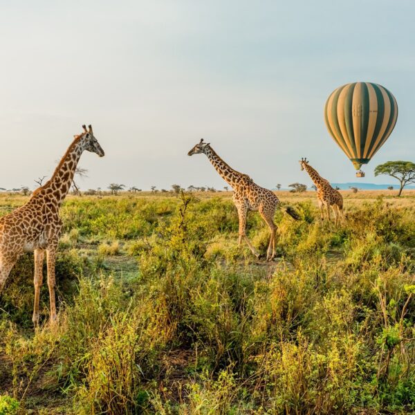 5-Day Signature Experience Best of Tanzania Safari.