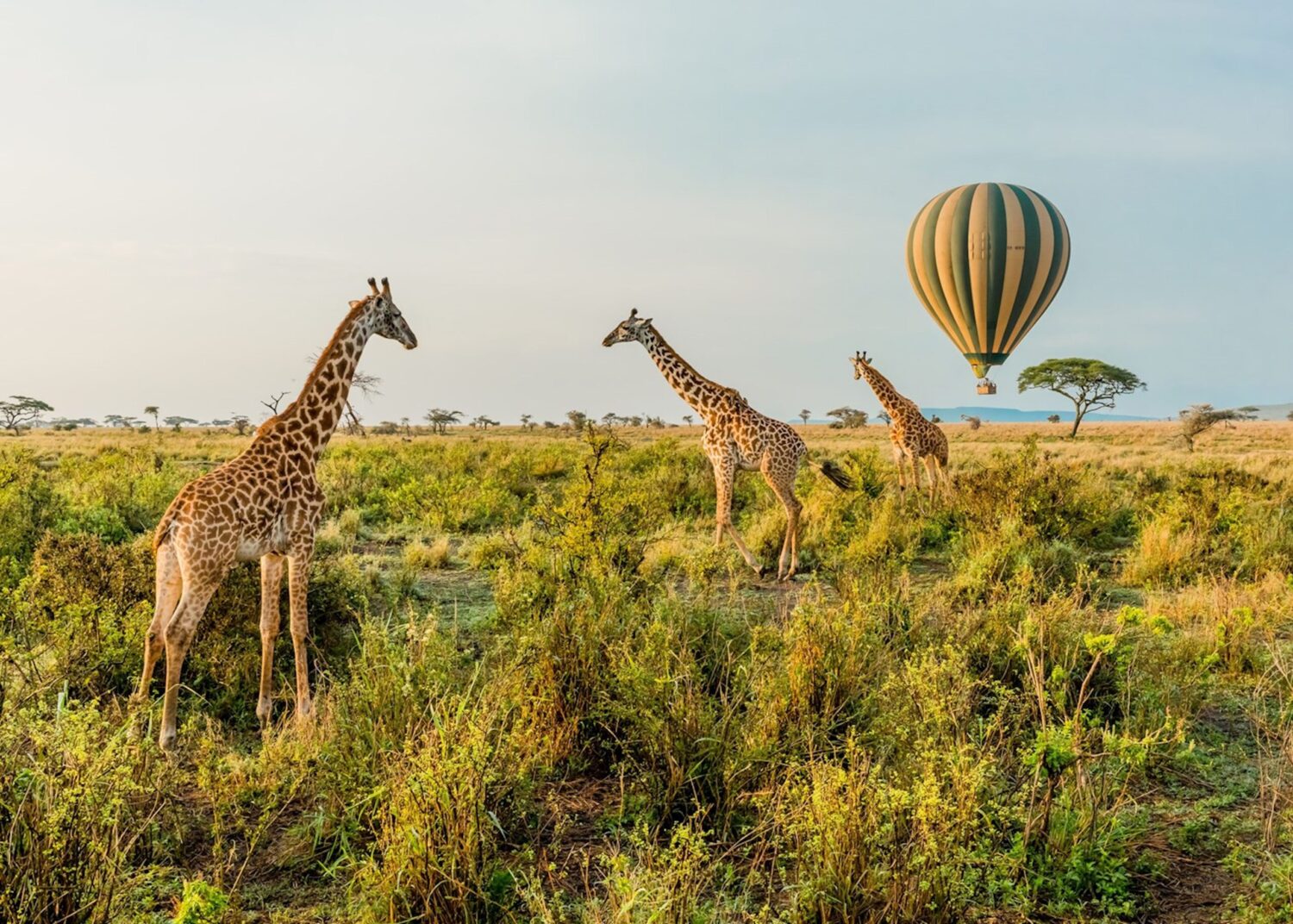 5-Day Signature Experience Best of Tanzania Safari.