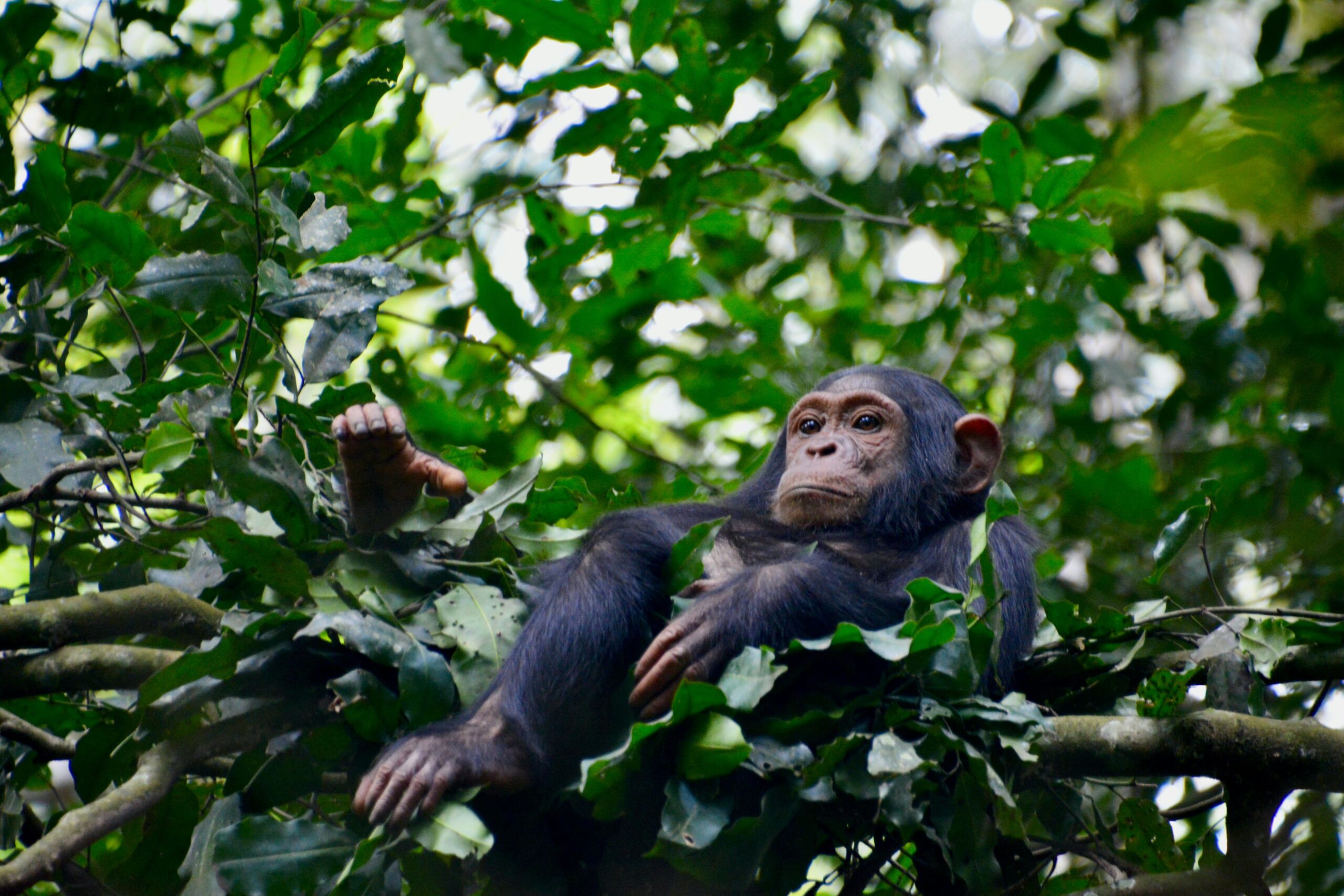 Chimp Raja Safari Holidays