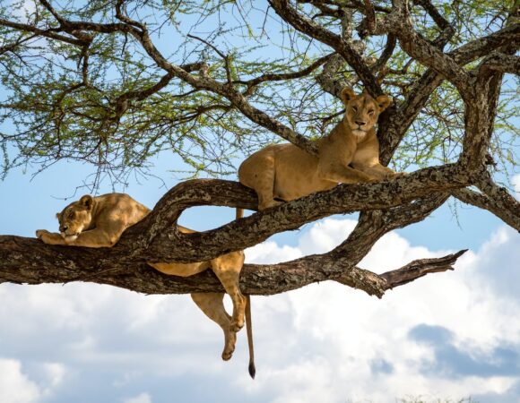 8-Day All Inclusive Tour (Migration, Big-5 & Culture)