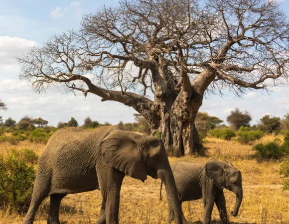 9 Day Incredible Tanzania Safari + Cultural Experience