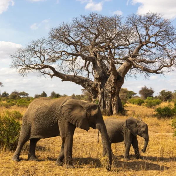 9 Day Incredible Tanzania Safari + Cultural Experience