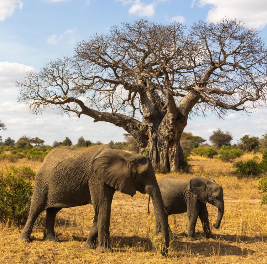 9 Day Incredible Tanzania Safari + Cultural Experience