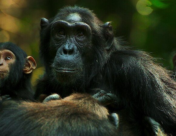 Kibale National Park 2026: The Chimpanzee Civil War and Why Now Is the Time to Trek.