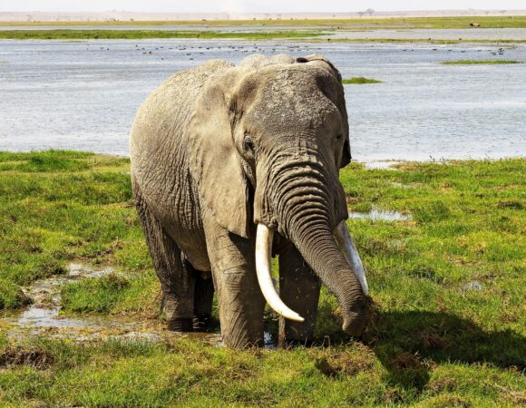 7 Day - Seregenti Escape Epic Safari Adventure