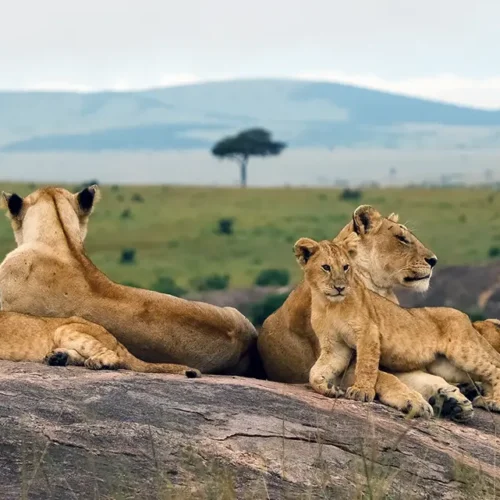 10 Days Luxury: The Classic Kenya Safari