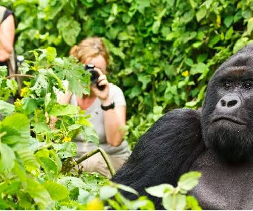 9 Days Luxury: Rwanda & Tanzania Wildlife Safari