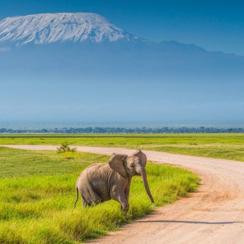 6-Day Circuit Safari Masai Mara – Lake Nakuru – Amboseli