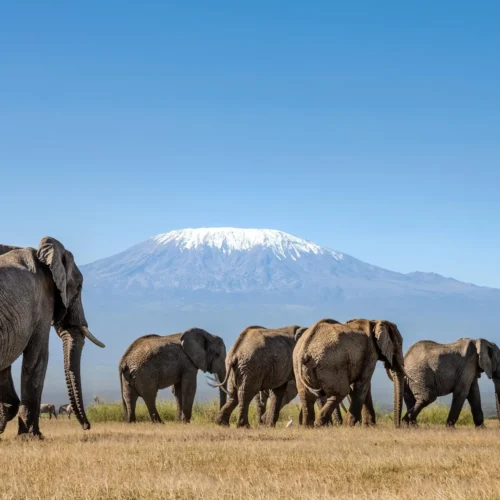 6-Day Kenya Classic Circuit: Masai Mara, Lake Nakuru & Amboseli