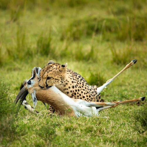 3-Day Masai Mara Sopa Shared Group