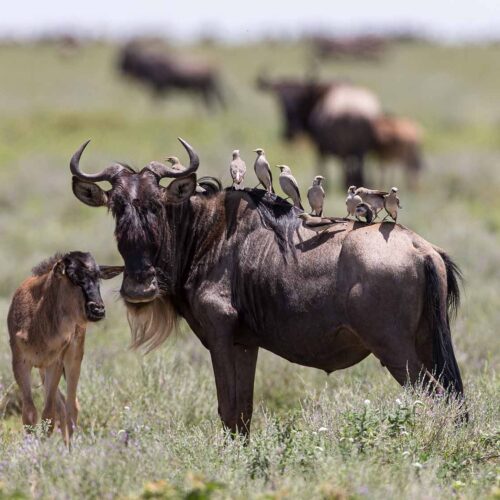 6 Days Luxury: Kenya & Tanzania Fly-In Migration Safari