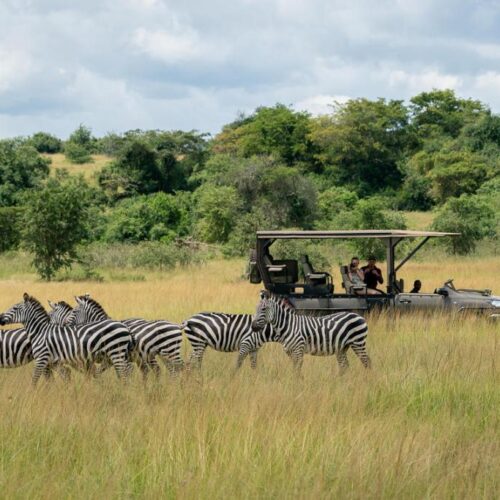 8 Days from the Virungas to the Rift Valley: Rwanda & Uganda Safari.