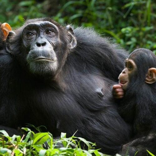 5-Day Bwindi Gorilla Trekking, Kalinzu Chimps & Wildlife Safari