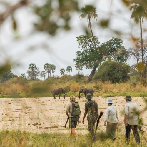 11-Day Tanzania Safari: Ruaha & Nyerere Wildlife Adventure