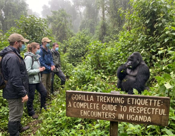 Gorilla Trekking Etiquette: A Complete Guide to Respectful Encounters in Uganda